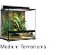 Medium Terrariums