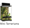 Mini Terrariums