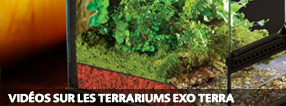 Exo Terra Terrarium Set-Up Movies