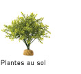 Ground Plants