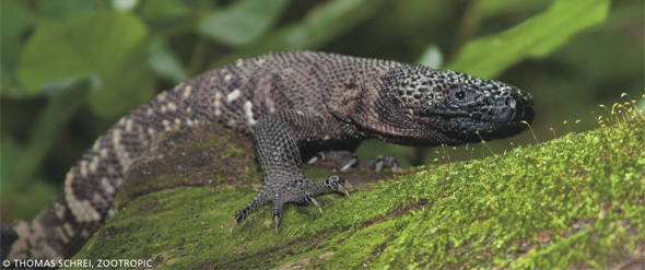 Guatemalan Beaded Lizard