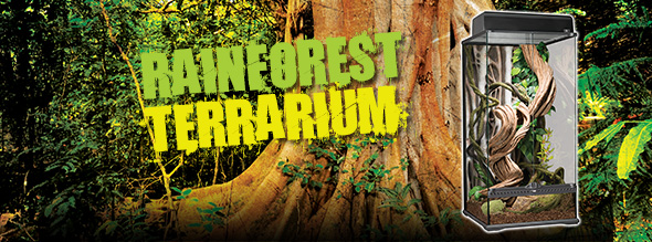 Rainforest Terrarium - Natural Terrarium
