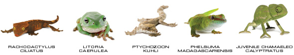 Rachodactylus ciliatus, Litoria caerulea, Ptychozoon kuhli, Phelsuma madagascariensis, Juvenile Chamaeleo Calyptratus