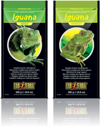 Iguana Juvenile and Adult