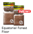 Equatorial Forest Floor