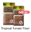 Tropical Forest Floor