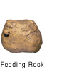 Feeding Rock