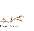 Forest Branch