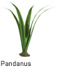 Pandanus